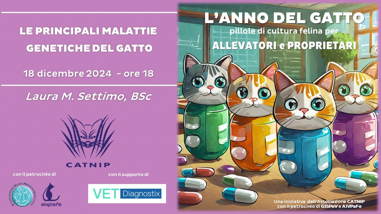 Anno del gatto - 18 Dicembre 2024