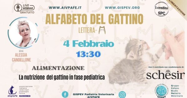 alfabeto-del-gattino-2025-lettera-A-2-1024x577