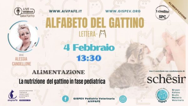 alfabeto-del-gattino-2025-lettera-A-2-1024x577