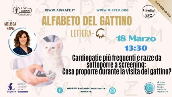 alfabeto-del-gattino-2025-lettera-C-1024x577