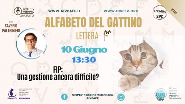 alfabeto-del-gattino-2025-lettera-F-1024x577